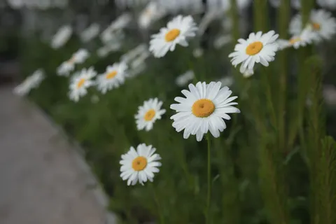 Daisy Field 4K Wallpaper · flowers · 3840×2560
