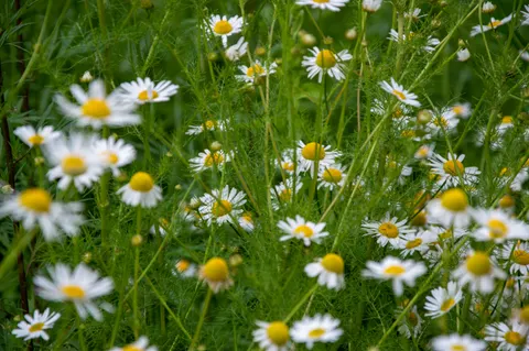 Daisy Field 4K Wallpaper · flowers · 3840×2553