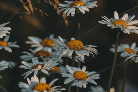 Daisy Field 4K Wallpaper · flowers · 3840×2560