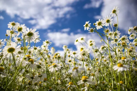 Daisy Field 4K Wallpaper · flowers · 3840×2560