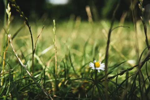 डेज़ी का खेत 4K वॉलपेपर · flowers · 3840×2560