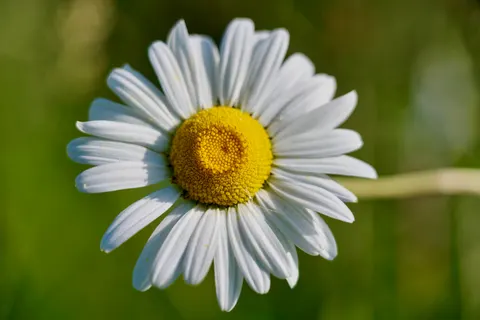 Daisy Field 4K Wallpaper · flowers · 3840×2560