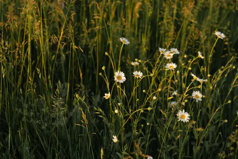 Daisy Field 4K Wallpaper · flowers · 3840×2560