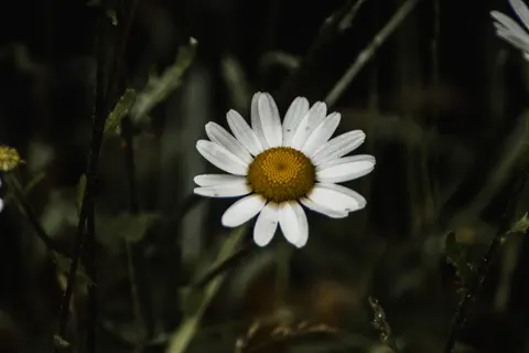 Daisy Field 4K Wallpaper · flowers · 3840×2560