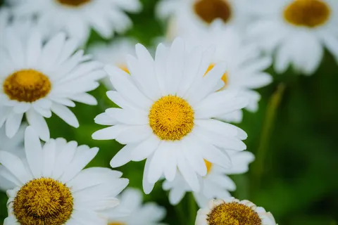 Daisy Field 4K Wallpaper · flowers · 3840×2560