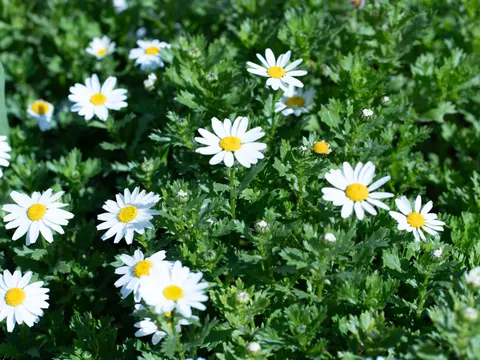 Daisy Field 4K Wallpaper · flowers · 3840×2882