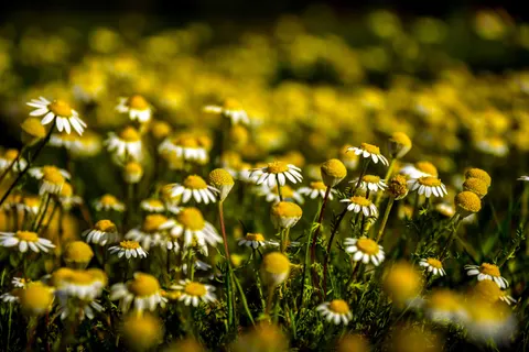 Daisy Field 4K Wallpaper · flowers · 3840×2560