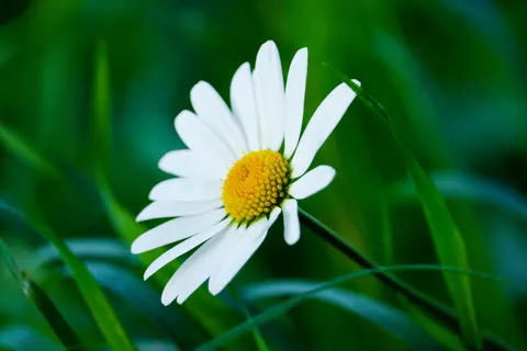 Daisy Field 4K Wallpaper · flowers · 3840×2560