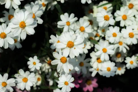 Daisy Field 4K Wallpaper · flowers · 3840×2553