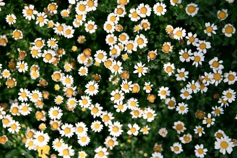 Daisy Field 4K Wallpaper · flowers · 3840×2560