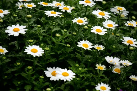Daisy Field 4K Wallpaper · flowers · 3840×2560