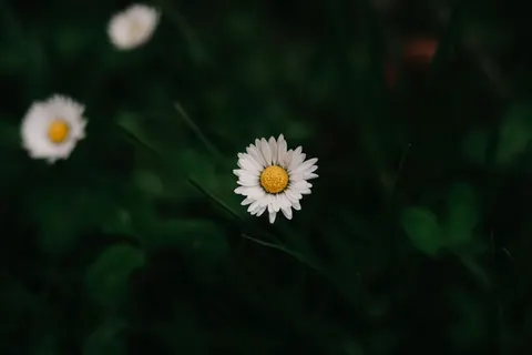 Daisy Field 4K Wallpaper · flowers · 3840×2560