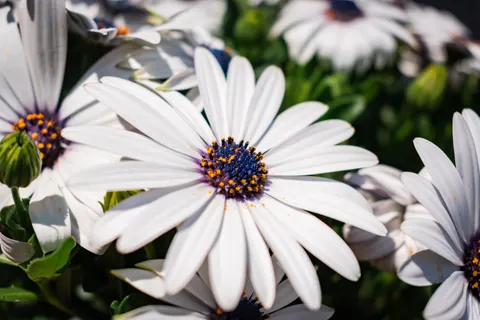 Daisy Field 4K Wallpaper · flowers · 3840×2560