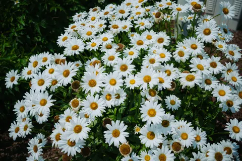 Daisy Field 4K Wallpaper · flowers · 3840×2560