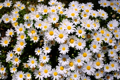 Daisy Field 4K Wallpaper · flowers · 3840×2560