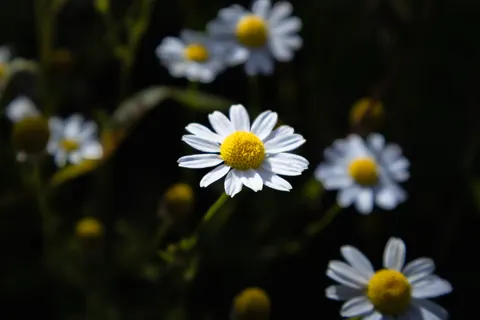 Daisy Field 4K Wallpaper · flowers · 3840×2560