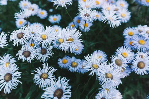 데이지 밭 4K 배경화면 · flowers · 3840×2560