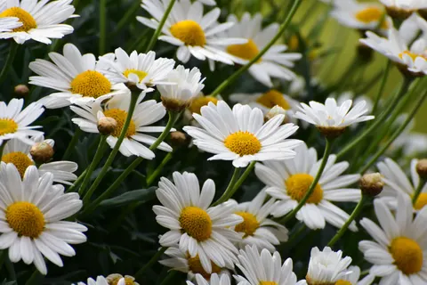 Daisy Field 4K Wallpaper · flowers · 3840×2560