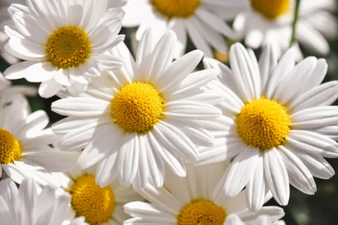 Daisy Field 4K Wallpaper · flowers · 3840×2560