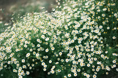 Daisy Field 4K Wallpaper · flowers · 3840×2560