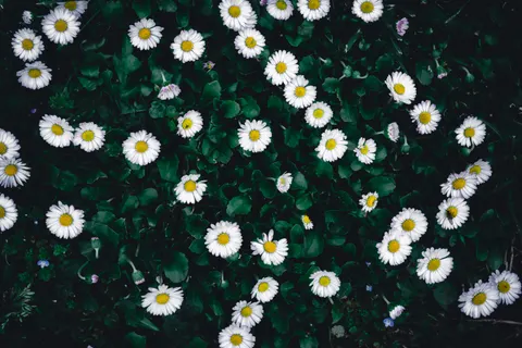 Daisy Field 4K Wallpaper · flowers · 3840×2560