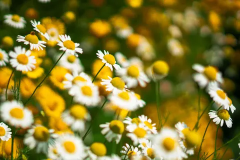 Daisy Field 4K Wallpaper · flowers · 3840×2560
