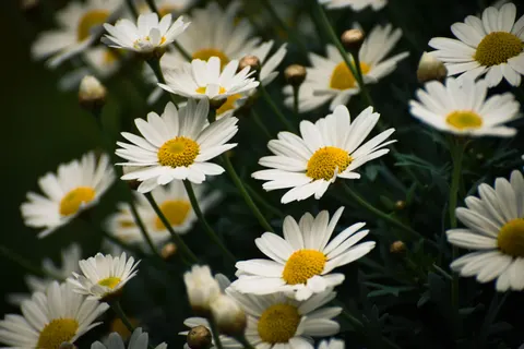 Daisy Field 4K Wallpaper · flowers · 3840×2560
