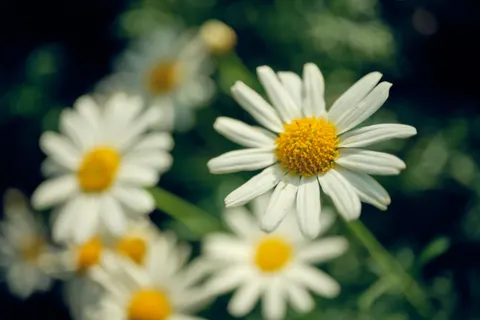 Daisy Field 4K Wallpaper · flowers · 3840×2560
