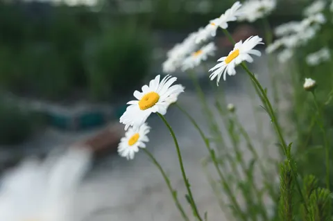 Daisy Field 4K Wallpaper · flowers · 3840×2553