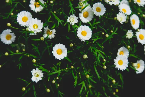 Daisy Field 4K Wallpaper · flowers · 3840×2560