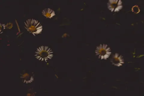 Daisy Field 4K Wallpaper · flowers · 3840×2560