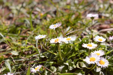 Daisy Field 4K Wallpaper · flowers · 3840×2560