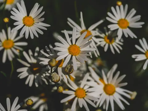 Daisy Field 4K Wallpaper · flowers · 3840×2880