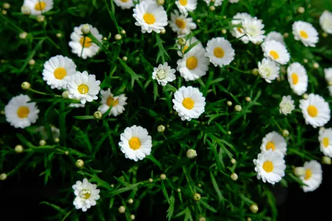 Daisy Field 4K Wallpaper · flowers · 3840×2560