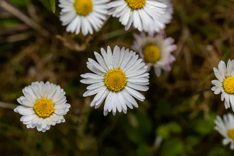 Daisy Field 4K Wallpaper · flowers · 3840×2560