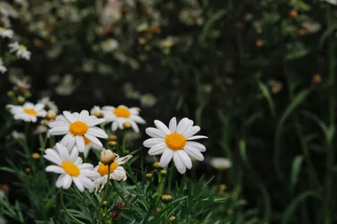 Daisy Field 4K Wallpaper · flowers · 3840×2560