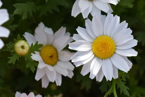 Daisy Field 4K Wallpaper · flowers · 3840×2560