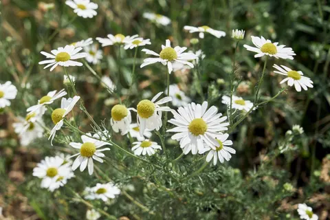 Daisy Field 4K Wallpaper · flowers · 3840×2562
