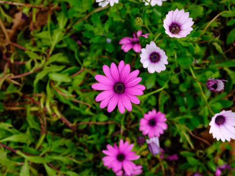 Daisy Field 4K Wallpaper · flowers · 3840×2880