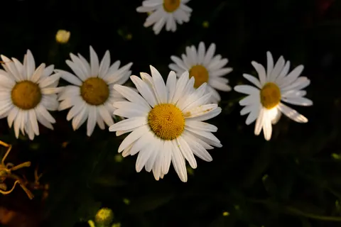 Daisy Field 4K Wallpaper · flowers · 3840×2561