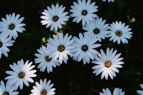 Daisy Field 4K Wallpaper · flowers · 3840×2560