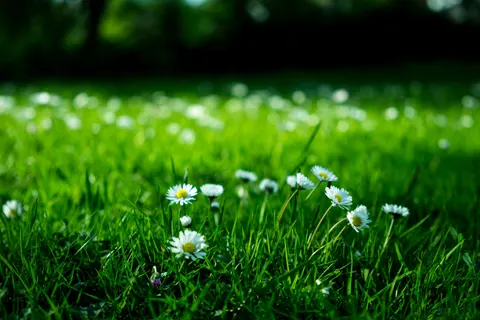 Daisy Field 4K Wallpaper · flowers · 3840×2560