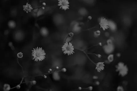 Daisy Field 4K Wallpaper · flowers · 3840×2560