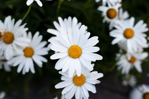 Gänseblümchenfeld 4K Hintergrundbild · flowers · 3840×2560