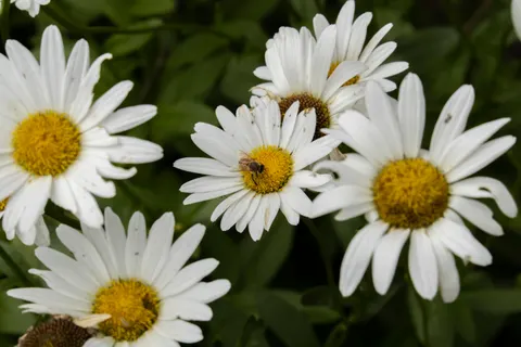 Daisy Field 4K Wallpaper · flowers · 3840×2560
