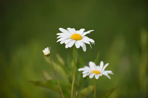 Daisy Field 4K Wallpaper · flowers · 3840×2563