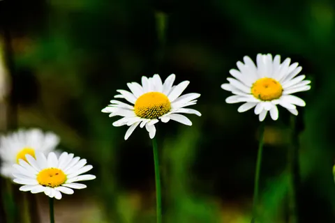 Daisy Field 4K Wallpaper · flowers · 3840×2560