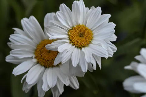 Daisy Field 4K Wallpaper · flowers · 3840×2560