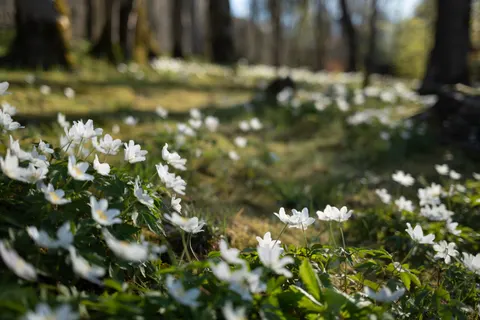 Daisy Field 4K Wallpaper · flowers · 3840×2560
