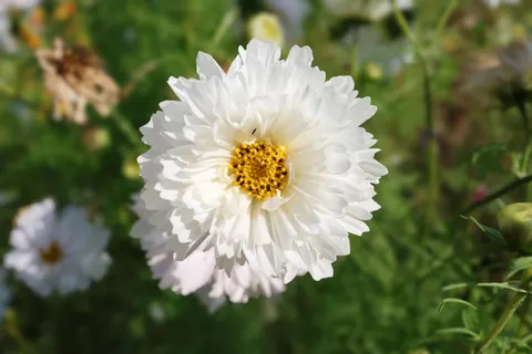 Daisy Field 4K Wallpaper · flowers · 3840×2560